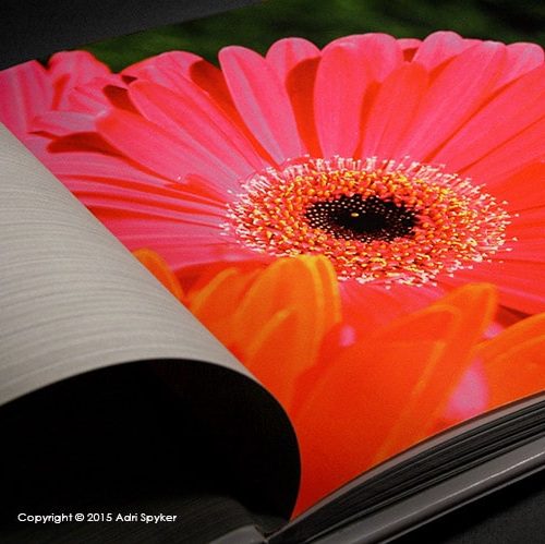 An open book lies open with the first page draped to the left and on the right is a tightly cropped close up of a bright pink Gerber daisy flower.
