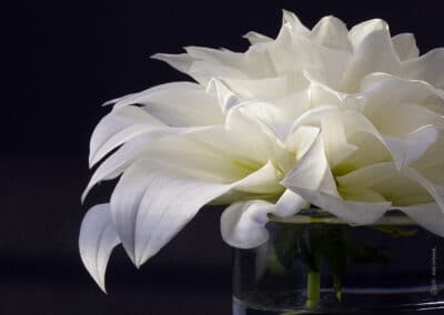 Sunlight highlighting the beautiful white flower in front of a black background