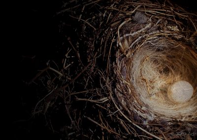 Moody photo of a bird's nest with a translucent egg inside
