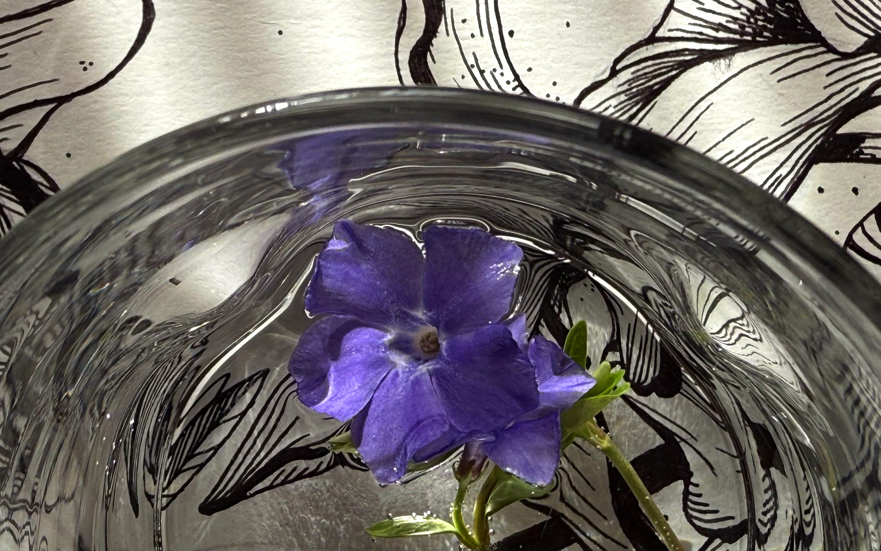 Periwinkle