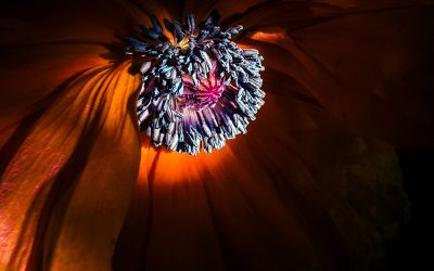 Poppy: Stillness in Bloom