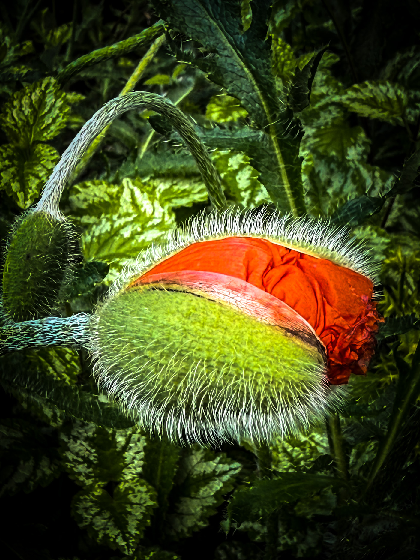Red Poppy Bud Beginning to Open A close-up of a red poppy bud beginning to split open in the garden, revealing wrinkled red petals emerging from the green protective casing.