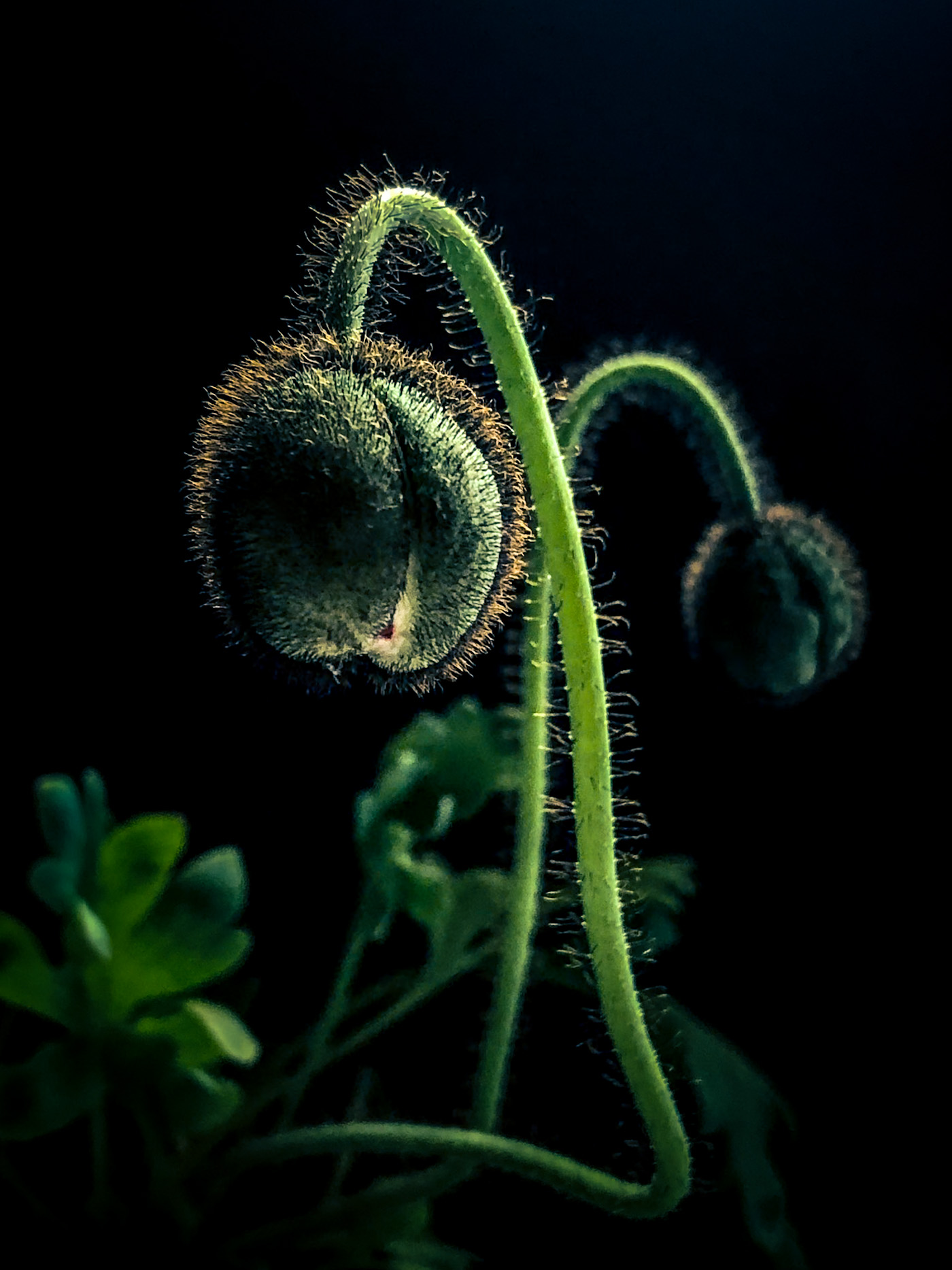Close-up of a walnut in warm light and shadow with a softly blurred basket in the background.