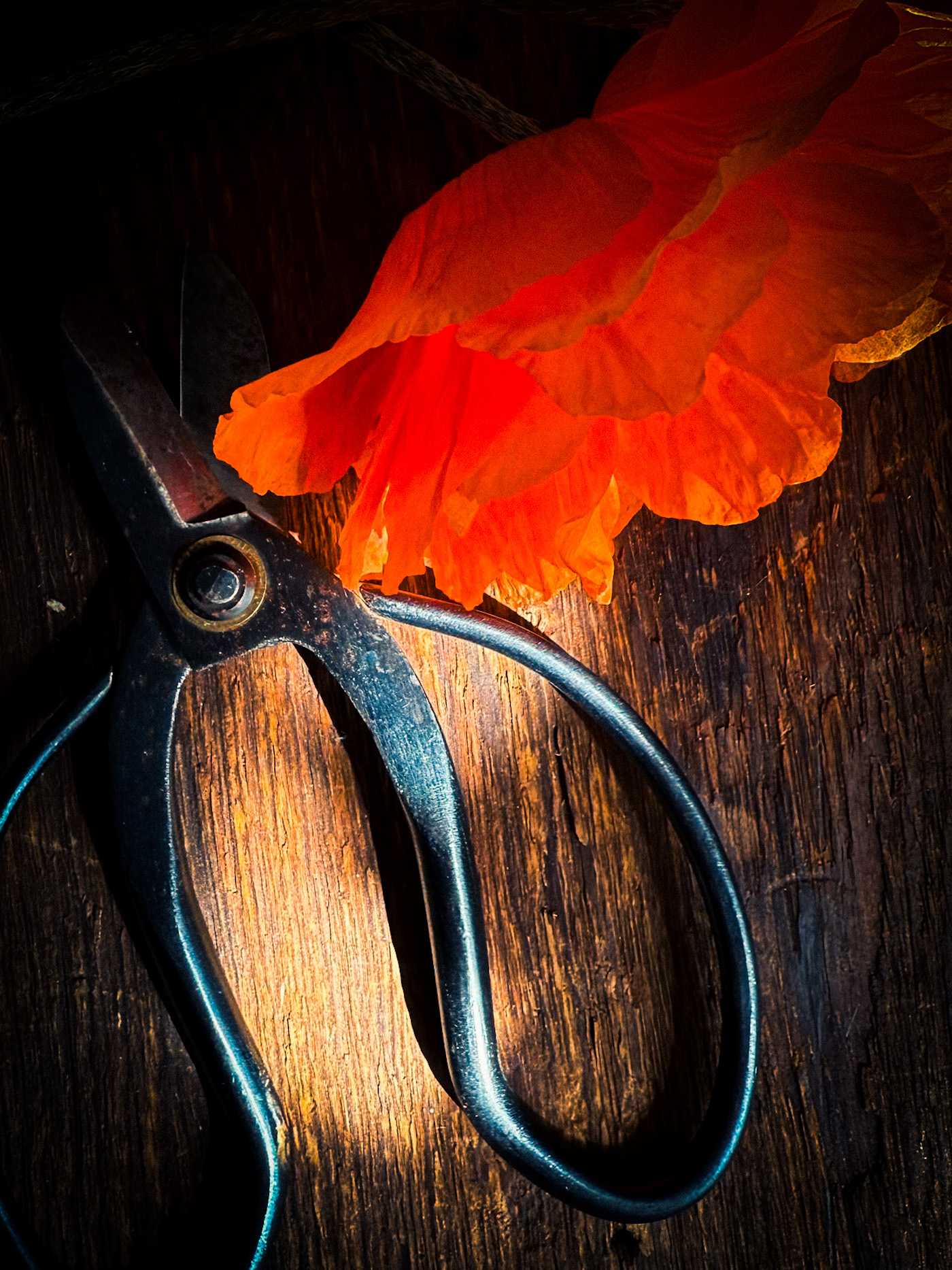 Close-up of a walnut in warm light and shadow with a softly blurred basket in the background.