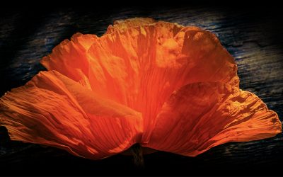 Poppies | Then I Looked Closer