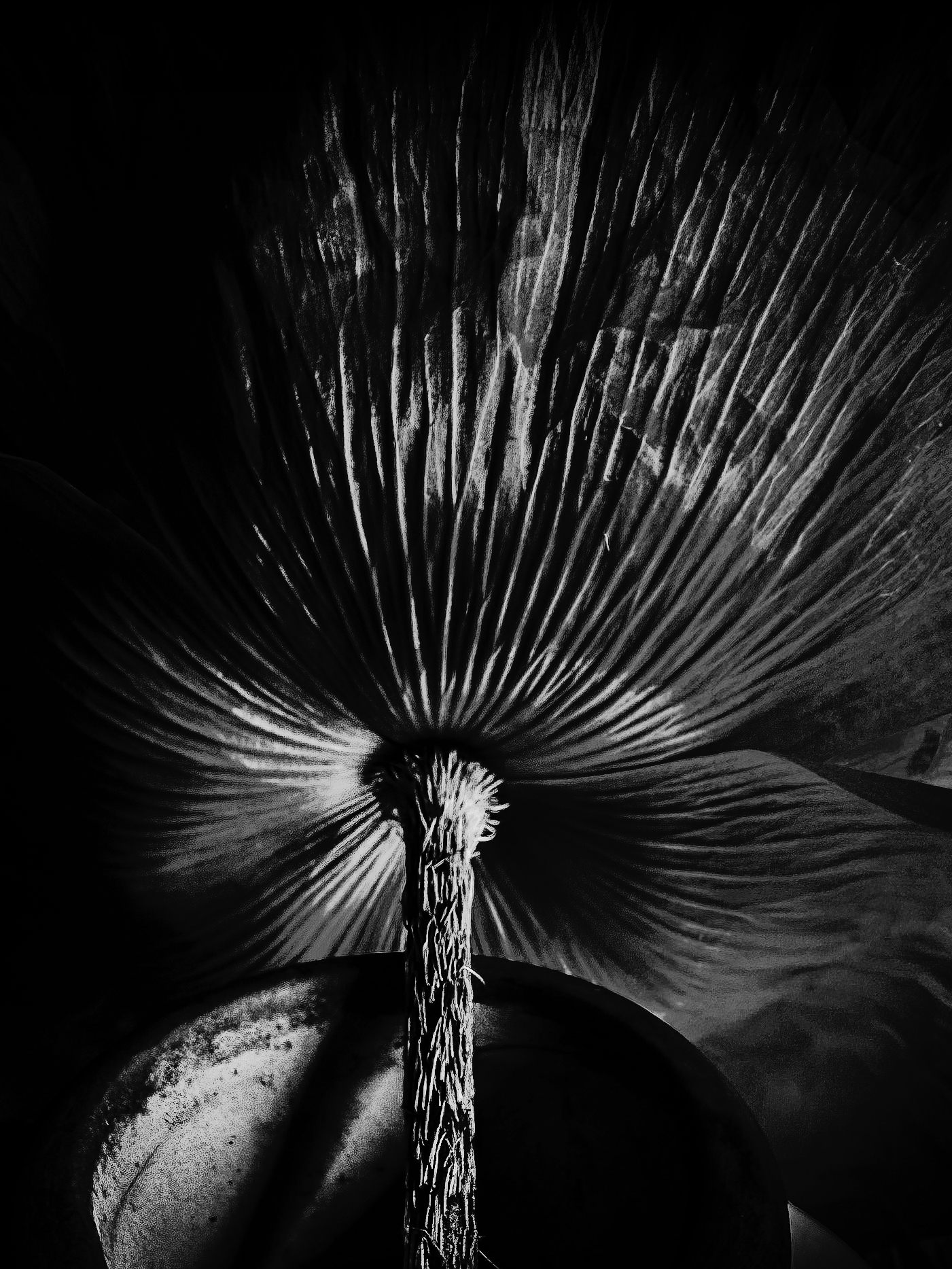 Black-and-white view beneath a poppy revealing the repeating folds, ridges and texture of its petals.