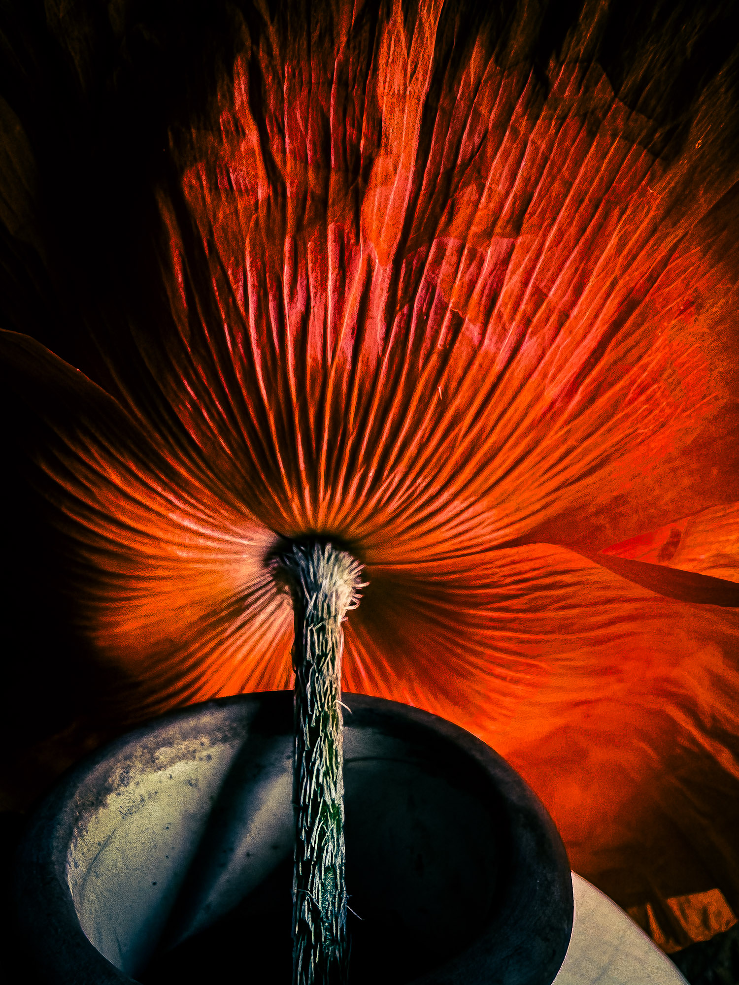 View beneath a red poppy revealing the fine folds and ridges radiating through its petals.
