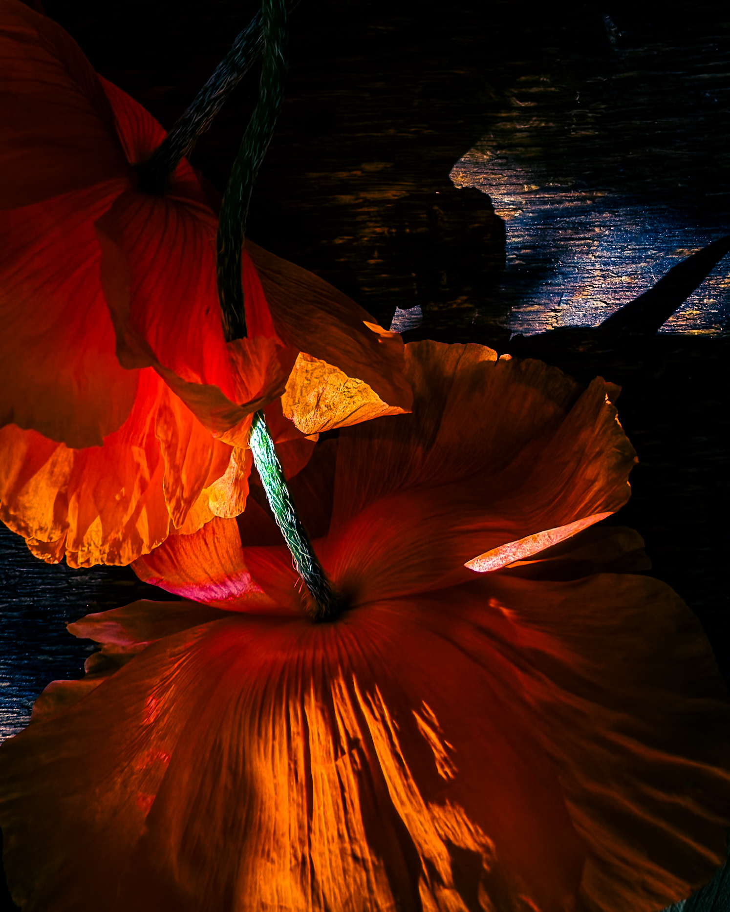Overlapping orange-red poppies illuminated by sunlight, revealing folds and translucent textures in the petals.