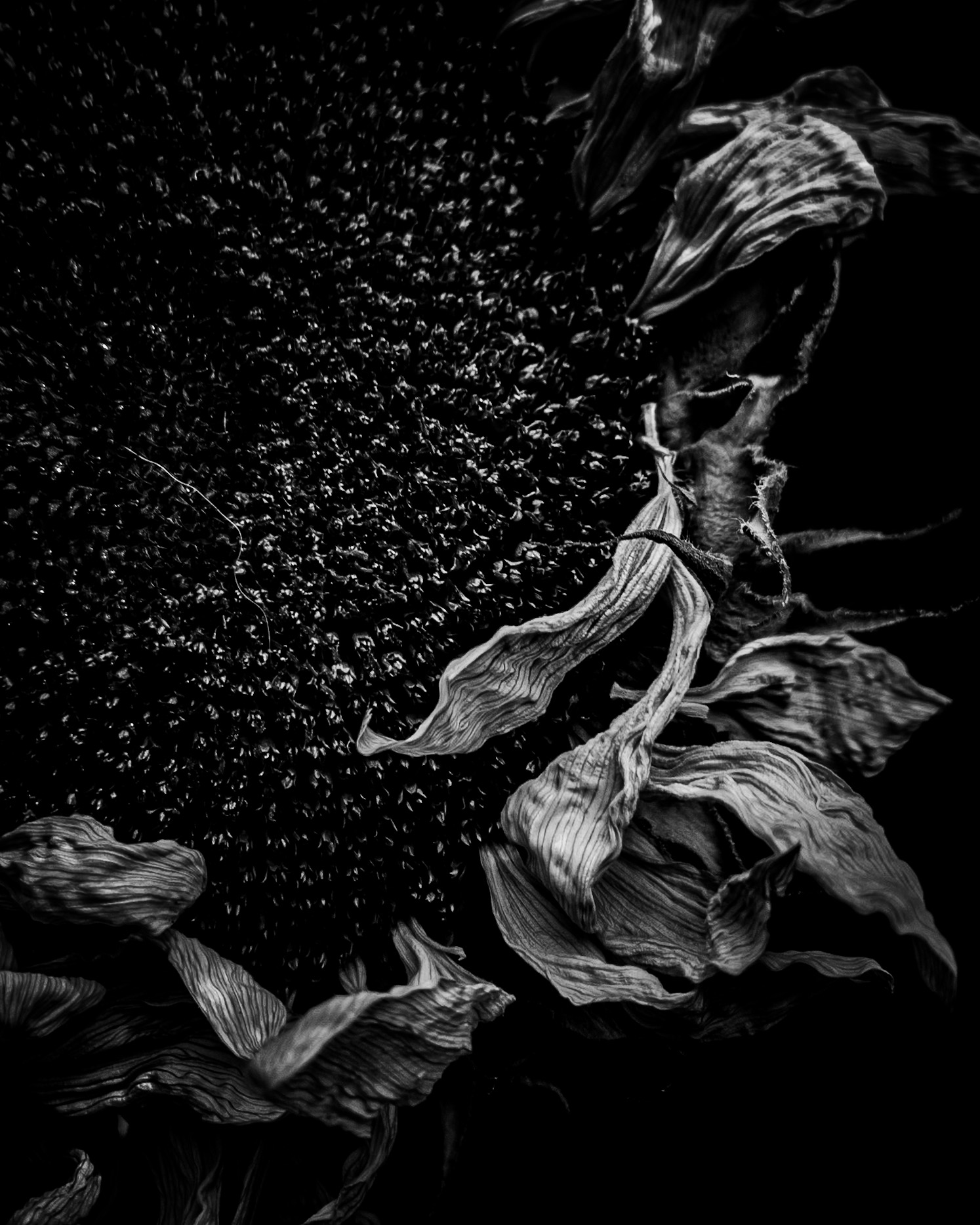 Fading Sunflower | A Study in Texture and Form Black-and-white close-up of a fading sunflower, showing its densely textured seed head and delicate, deeply veined petals curling into sculptural shapes.