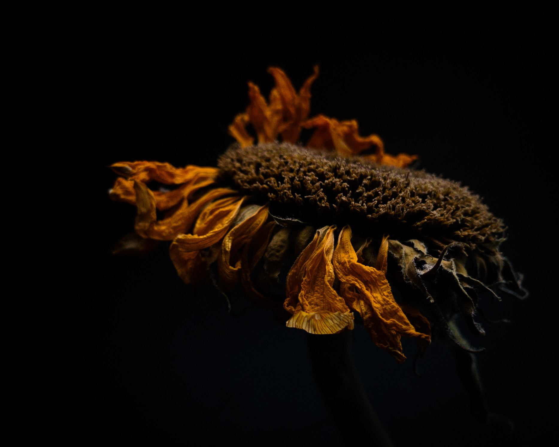dried-sunflower-side-adri-spyker-1 Fountain Pen Drawing on A Sketch